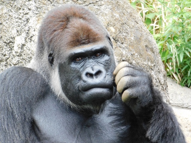 夏休みの自由研究にも ゴリラ ゴリラ ゴリラは何ゴリラ 動物の学名って面白い ママ広場 Mamahiroba 小学生 園児ママの悩みの解決の糸口に