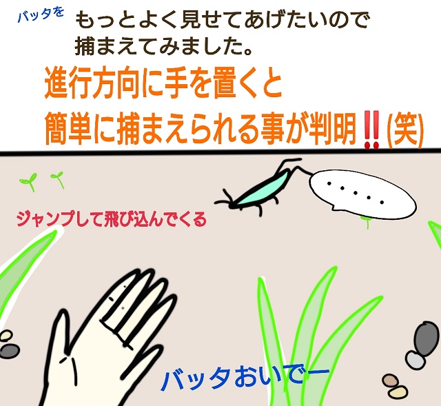 面白いくらいバッタが簡単に捕まる 娘のためにバッタ使いになった母 さくらママの絵日記 ママ広場 Mamahiroba 小学生 園児ママの悩みの解決の糸口に