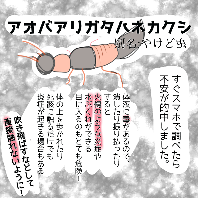 図鑑の知識で危機一髪 部屋の中にいた虫はまさかの危険生物だった 塩田ままの育児日記 ママ広場 Mamahiroba 小学生 園児ママの悩みの解決の糸口に